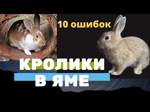 Видео: 10 ошибок Кролики в яме. Кролиководство, содержание, разведение, выращивание кроликов в яме.