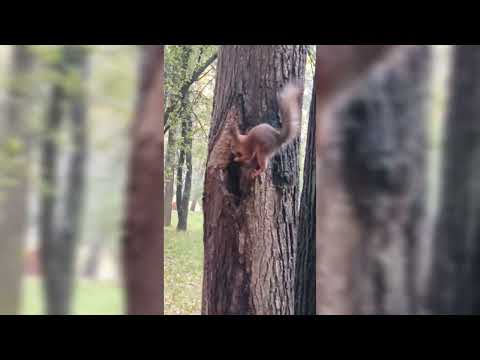 Видео: Белка решила попозировать | Squirrel decided to pose | 松鼠决定摆出姿势