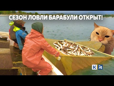 Видео: 🐟Почем барабуля в этом году❓