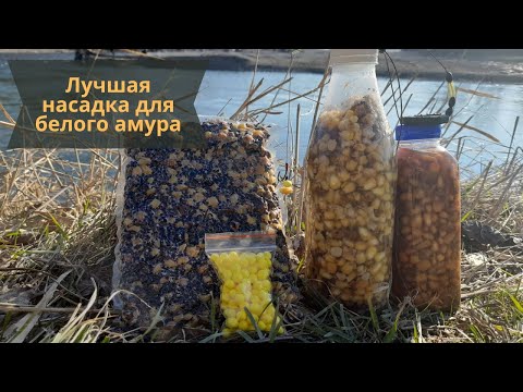 Видео: Лучшая насадка для белого амура и карпа!
