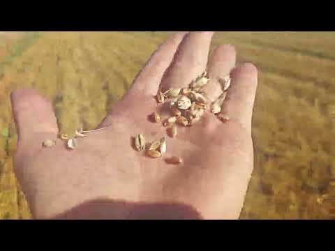 Видео: Уборка пшеницы 2025.Нормы высева. 0.5/1/1.5/2/2.5/3 млн на га.