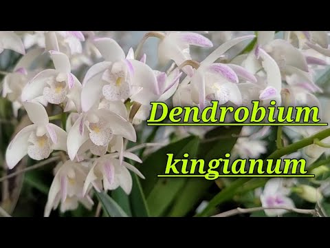 Видео: Dendrobium kingianum. Описания и уход.