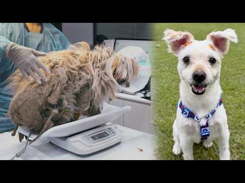 Видео: Что происходит, когда брошенного ребёнка любят (Данджи — Часть 3)