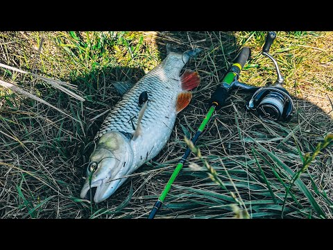 Видео: Трофейный голавль на спиннинг #голавль #спиннинг #рыбалка