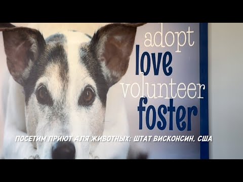 Видео: Посетим приют для животных: штат Висконсин, США. 🐈🐈‍⬛🐕🦮🐩🐕‍🦺🐾🦴🐶