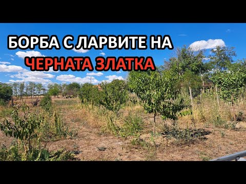 Видео: Третиране на дръвчетата срещу ларвите на чарната и медната златка / Tony's permaculture garden