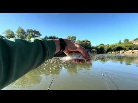 Видео: Ранкова рибалка на Дністрі — карась клює як навіжений!