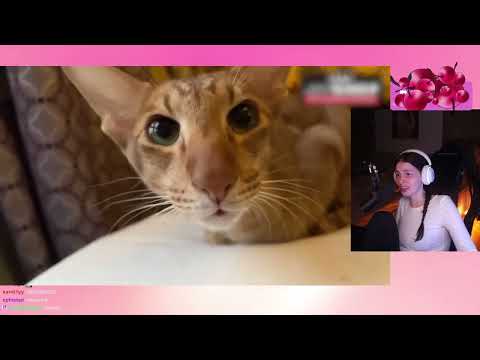 Видео: VISSHENKA смотрит Топ Моменты с Twitch | Эвелон в Шоке от Старого Бога РЕАКЦИЯ