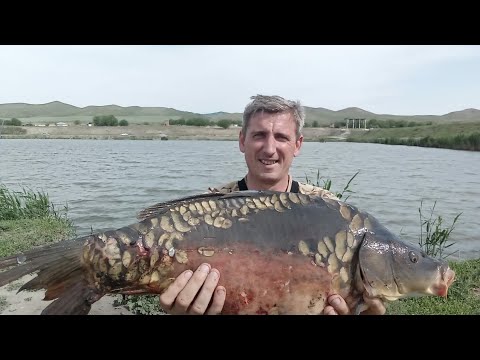 Видео: Трофейный карпфишинг. Ночной ураган. Амуры, карпы, окунь.