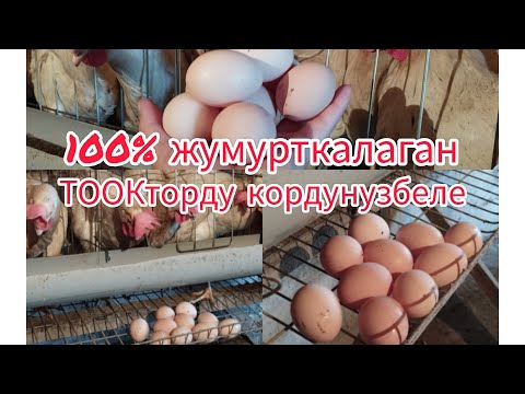 Видео: 100%жумурткалаган Тооктор#птицеводство#жумуртка#тоок#куры#несушка#баткен#тоокферма#тоокбагуу