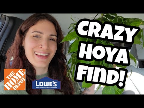 Видео: БЕЗУМНАЯ НАХОДКА ХОЙИ!! 😲 Магазины растений Lowe's и Home Depot в Литтлтоне, Нью-Гэмпшир 🌿