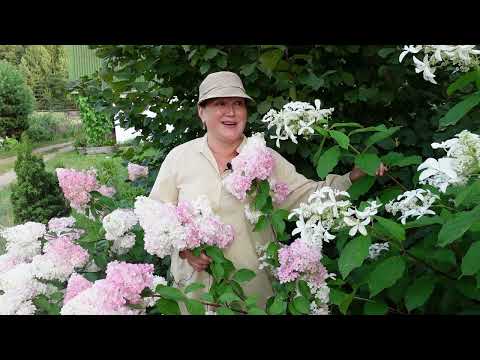 Видео: Как пермакультура работает на нашей плантации Часть 2