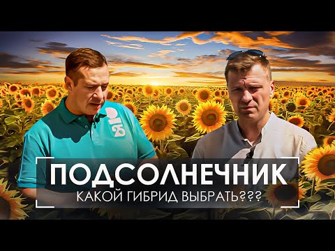 Видео: 🌻 ПОДСОЛНЕЧНИК 🌻 КАК ПРАВИЛЬНО ВЫБРАТЬ ГИБРИД ⁉️Особенности и отличия гибридов от @betaren_ru
