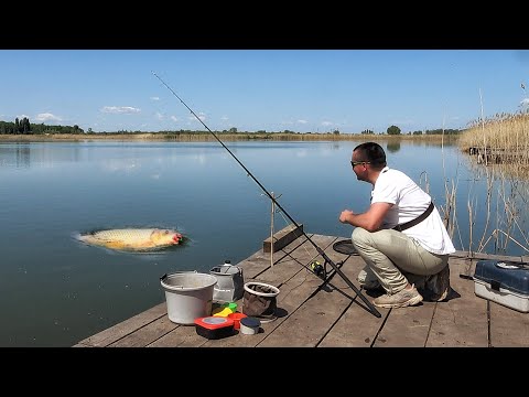 Видео: КАРП и ТОЛСТОЛОБ на ТИГРОВЫЙ ОРЕХ!!! Ловля КАРПА на флэт снасть. Рыбалка на утренней зорьке