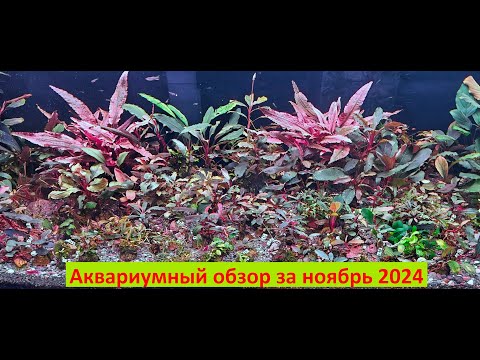 Видео: Аквариумный обзор за ноябрь 2024