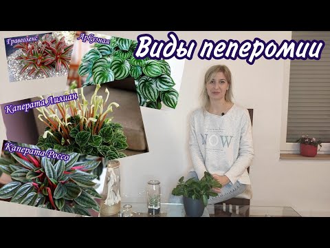 Видео: Пеперомия Виды Описание Фото Неприхотливый сад