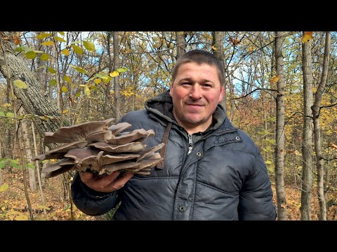 Видео: ГРИБНИЙ РЕЛАКС / ГРИБИ 2025 #гриби