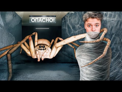Видео: Если боишься ПАУКОВ — НЕ СМОТРИ ЭТО ВИДЕО!