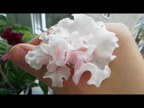 Видео: Новинки Диметрис (Dimetris). Стрептокарпусы