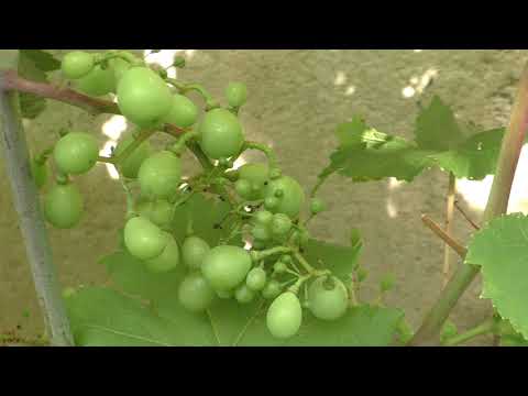 Видео: Работа с гроздями. Подвязка гроздей у Преображения. Прореживание грозди