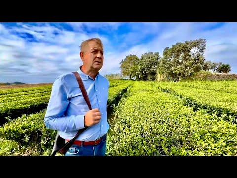 Видео: Олег Зубков на ЧАЙНЫХ ПЛАНТАЦИЯХ!Самый посещаемый объект на Азорах-какой чай там дают ШМУРДЯК или ..