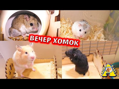 Видео: Хомяк-Паук! Сирийский хомяк, Кэмпбелла, Роборовского, Китайский / ВСЕ наши Хомки / Alisa Easy Pets