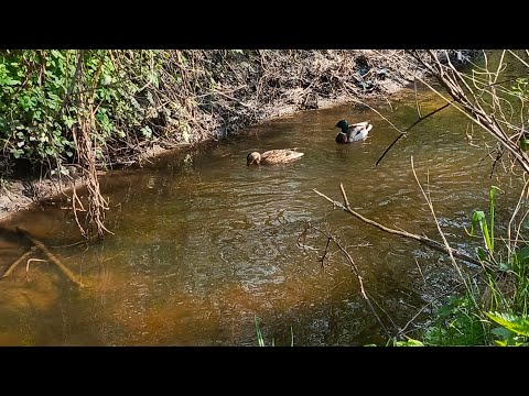 Видео: Дачи Калининграда. Апрель 2024.