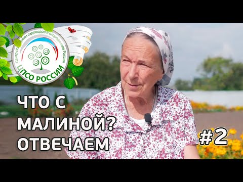 Видео: #2 ЧТО С МАЛИНОЙ??? ВИРУС ИЗРАСТАНИЯ МАЛИНЫ.