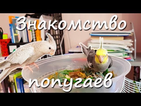 Видео: КАК ПОЗНАКОМИТЬ ПОПУГАЕВ? Переселение птенца в вольер. | Рокки Life