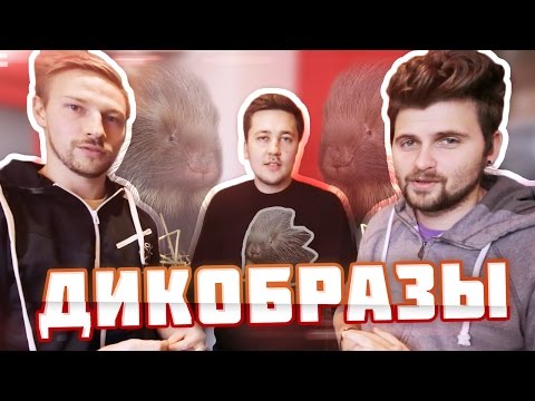 Видео: Вызов - "Дикобразы"