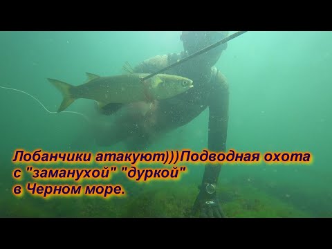 Видео: Лобанчики радуют)))) Подводная охота в Черном море с "заманухой", "дуркой", 2021