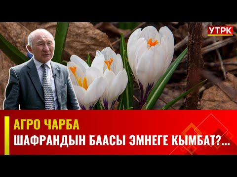 Видео: Шафрандын баасы эмнеге кымбат?... // АГРО ЧАРБА