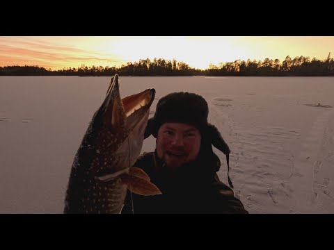 Видео: РЫБАК ПРИШЁЛ НА ОЗЕРО ГДЕ НИКТО НЕ РЫБАЧИЛ И БЫЛ УДИВЛЁН. РЫБАЛКА НА ЛЕСНОМ ОЗЕРЕ. РЫБАЛКА ЖЕРЛИЦЫ