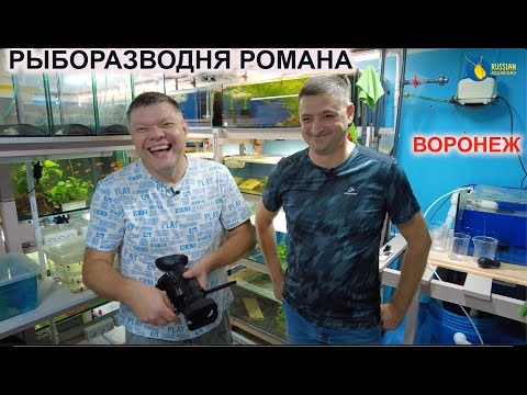 Видео: Рыборазводня Романа г.Воронеж