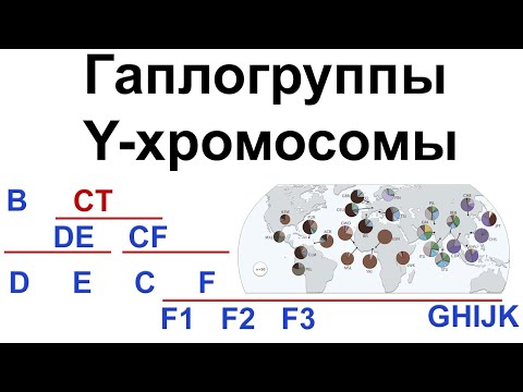 Видео: Гаплогруппы Y-хромосомы человека. Происхождение современных неафриканских линий Y-ДНК