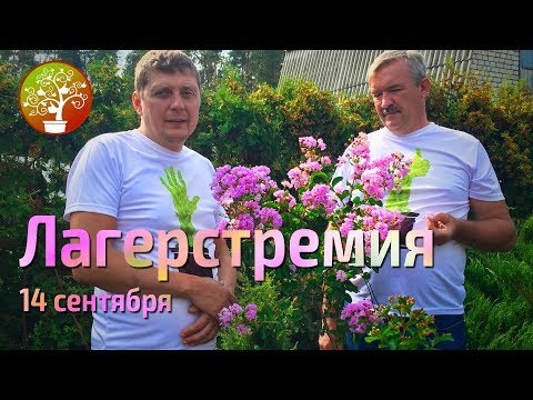 Видео: Лагерстремия 14 сентября