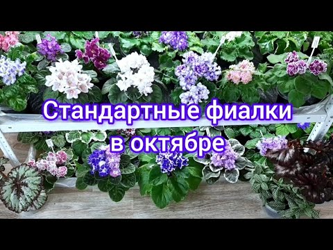 Видео: 🌸Обзор полок со стандартными сортами сенполий🌸