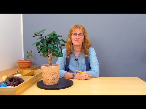 Видео: Формирование полисциаса (ч.2).