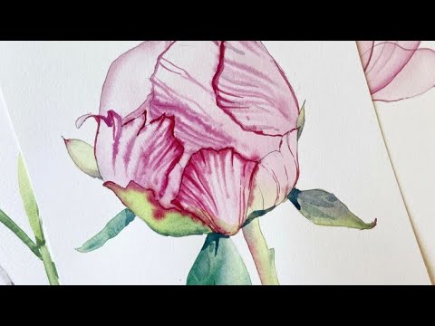 Видео: Рисуем пион акварелью