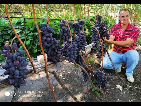 Видео: Виноград Байконур. Сезон 2020 (Grape Baikonur. Season 2020)