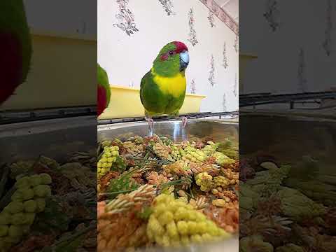 Видео: «Мокрая копошилка» или зеленая купалка попугаям) #попугай #parrots #теремпопугая