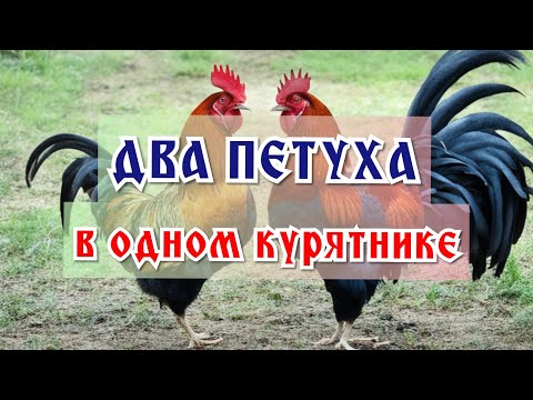 Видео: Два петуха в одном курятнике. Могут ли ужиться?