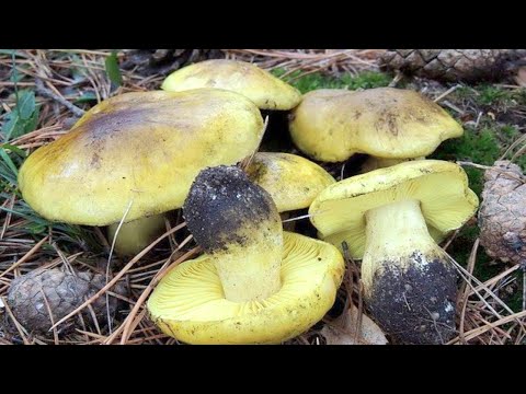Видео: НЕТРОНУТЫЙ ЛЕС!!! ГРИБЫ на КАЖДОМ ШАГУ! Массовый сбор грибов