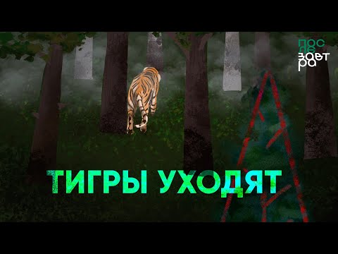 Видео: Тигры уходят. Что происходит с редкими хищниками на Дальнем Востоке