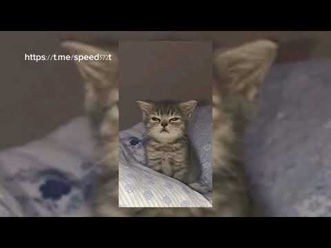 Видео: Звенит январская вьюга (speed up)