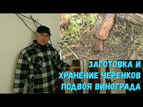 Видео: Заготовка и хранение черенков подвоя винограда.