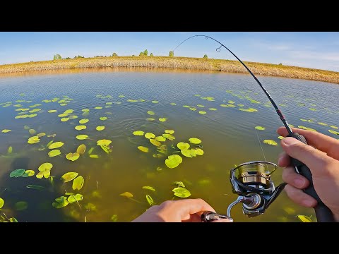 Видео: Так может только МОРМЫШИНГ! Эффективная ловля Карася на Спиннинг в кувшинках