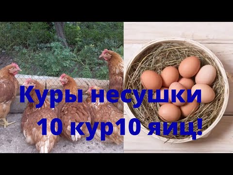 Видео: Куры несушки молодки Ломан Браун. 10 кур несут 10 яиц!!!