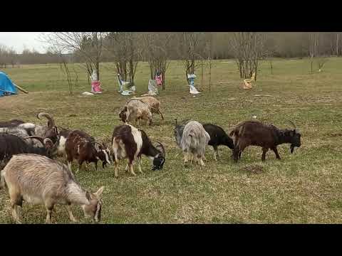 Видео: Моё Хозяйство/Весенний Выпас/Детёныши/Звери Едят Траву/#goat #goats #farmer