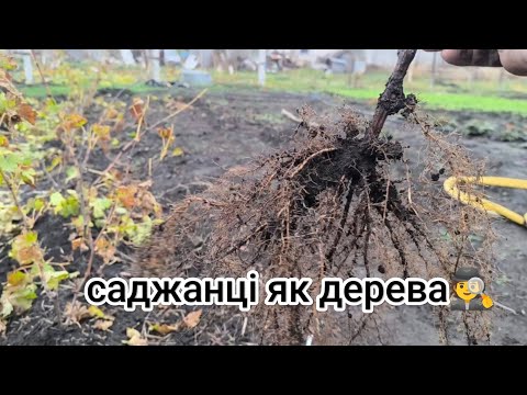 Видео: Викопка саджанців, дивіться що вийшло☝️